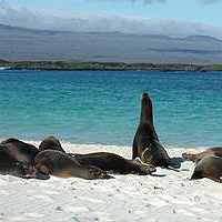 Seals, Galapogos Islands