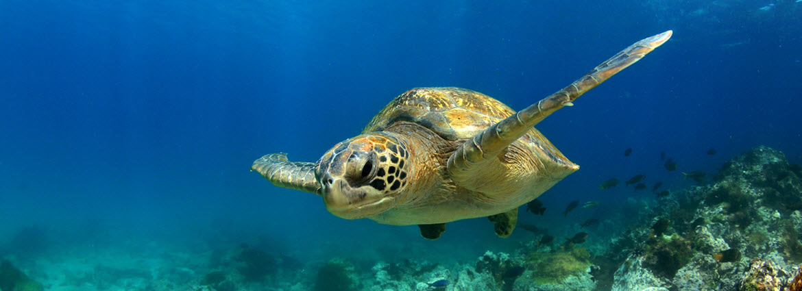 Turtles in Galapagos Island