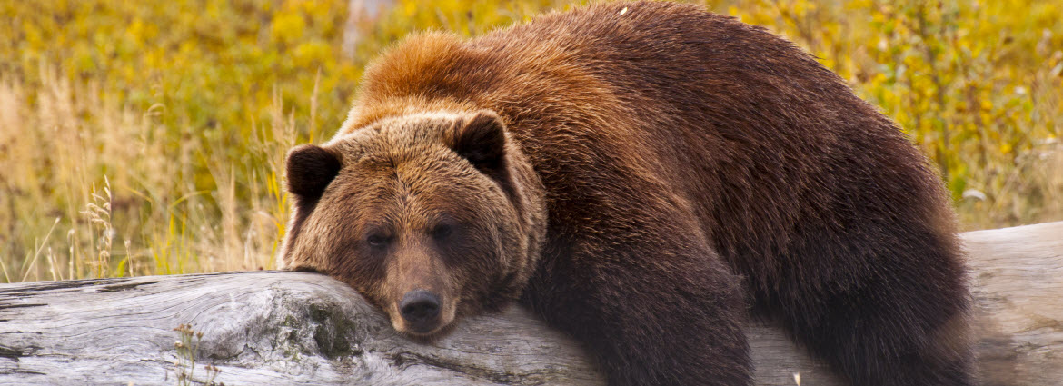 Alaska Bears