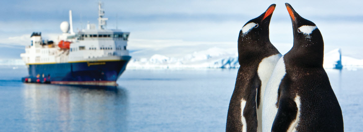 Penguins in Antarctica