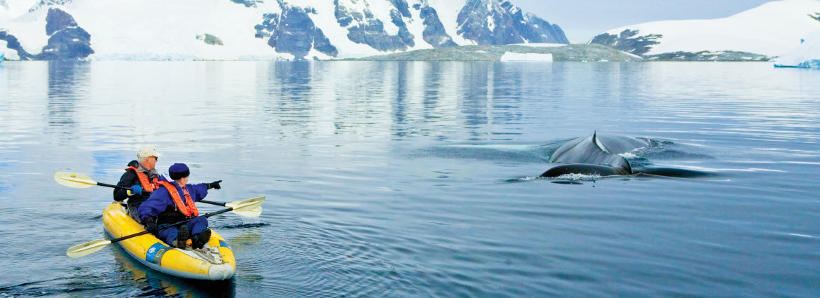 Whales in Antarctica