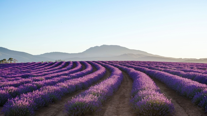 Launceston's lavender fields, Tasmania
