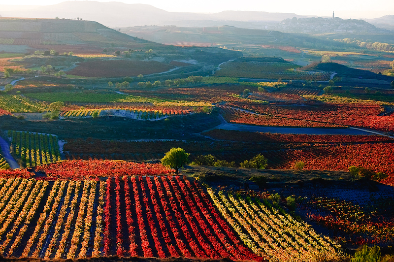 La Rioja vineyards in autumn. Photo: Getty Images