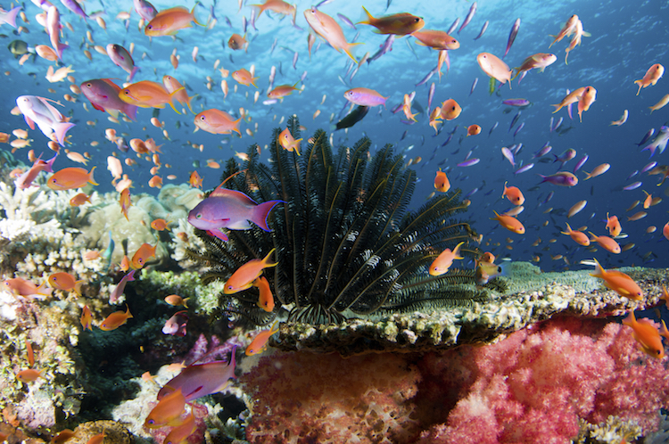 A school of Anthias fish, Fiji. Credit: iStock.com.