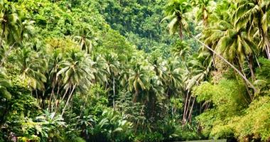 The Amazon Jungle