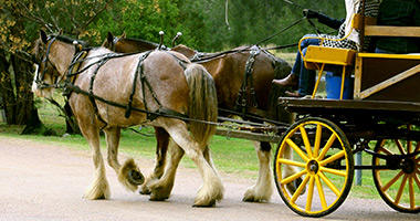 Horse and Wagon Ride