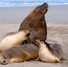 Sea Lions, Kangaroo Island